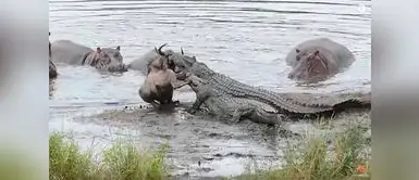 Antílope se salva gracias a la ayuda de manada de hipopotamos Antílope se salva de ser devorado por reptil gracias a peculiar mamífero