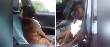 El video del perrito ofendido se ha vuelto viral en YouTube. Perro aplica la “ley del hielo” a su dueño por llevarlo con mentiras al veterinario