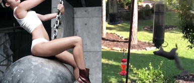 Conoce a la ardilla que imita a MileY Cyrus Mira el divertido baile de una adorable ardilla imitando a Miley Cyrus