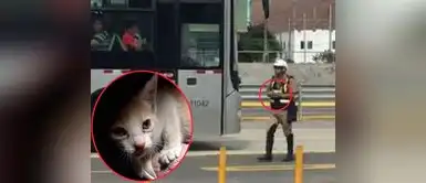 Video muestra a policía rescatando a una gatita del Metropolitano Policía rescata a una gatita de ser atropellada en plena vía metropolitana