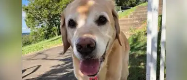 Lista de últimos deseos de perro con cáncer conmueve Facebook Mujer crea conmovedora “Lista de últimos deseos” para su perrito con cáncer