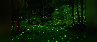 Santuario de las Luciernagas, Canto del Bosque Santuario de las Luciernagas, Canto del Bosque