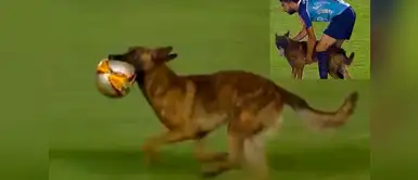 Adorable perrito le quita la pelota a futbolistas Perro policía entra a un partido de fútbol y le quita la pelota a los jugadores