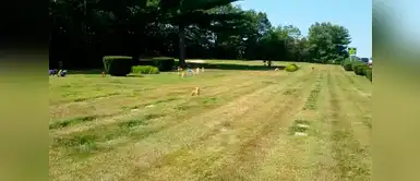 Muchas personas piensan que el fantasma del perro es solo una ilusión óptica. Joven visitó la tumba de su perro y logró ver algo aterrador