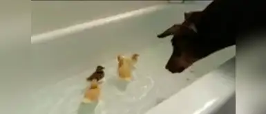 Este perro decidió bañarse junto a los patitos. Perro vio a patitos nadando en una bañera y decidió hacer algo inesperado
