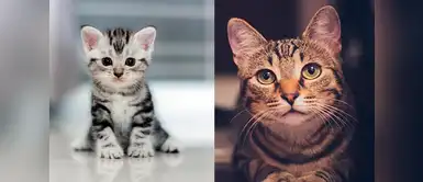 Entérate que piensa tu sobre ti ¿Sabes qué piensa tu gato de ti? Aquí te lo contamos