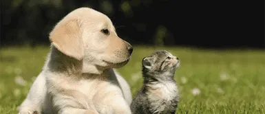 Te dejamos la lista de objetos que pueden dañar la salud de tu mascota Seis objetos que pueden lastimar a tu mascota