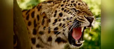 Una perra ataca a un leopardo por proteger a su cachorro Una perrita atacó salvajemente a un leopardo para proteger a su cría