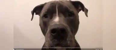 Mascota realiza tierno tutorial de maquillaje Tierna mascota cautiva en redes sociales al realizar tutorial de maquillaje