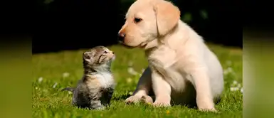 Hablar con tus animales es señal de inteligencia Personas que hablan con sus mascotas serían más inteligentes, según científico