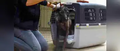 En YouTube se puede apreciar las imágenes de el perrito suplicando por una nueva oportunidad de vida. Perro callejero fue llevado a la veterinaria para morir en paz, pero él tenía otros planes