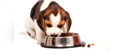 Utilizar platos de acero inoxidable es mejor para tu can Razones por las que tu mascota debe usar plato de acero inoxidable