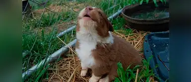 Conoce las razones por las que tu perro aúlla ¿Sabes por qué aúlla tu perro? Aquí te lo contamos