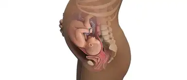 Los cambios del cuerpo durante el embarazo Los sorprendentes cambios que tienen tus sentidos durante el embarazo