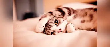 Mira como este gato intenta convencer a su amo Gato intenta convencer a toda costa a su dueño con tiernos mimos