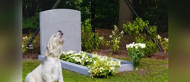 Descubre si los aullidos de tu perro se deben a la futura muerte de alguien ¿Cuando un perro aúlla es porque alguien va a morir?