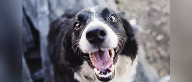 Cuál es verdadera edad de tu perro ¿Un año humano no equivale a siete perrunos? Descubre cuál es la edad de tu perro