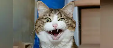 Este gatito se ha vuelto la sensación en Facebook. Rex, el gatito que enamora Facebook con sus divertidos gestos faciales