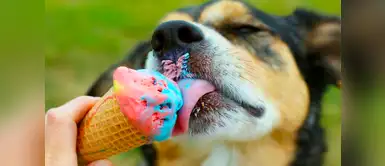 Estos alimentos son perjudiciales para tu perrito. Estos son los alimentos que jamás debes darle a tu perrito