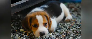 Sigue estos consejos si vas a dejar solo a tu perrito. ¿Cómo puedo evitar que mi perro se sienta solo?