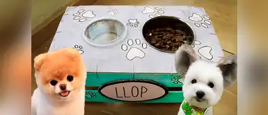 ¡Le encantará a tu perrito! Aprende a hacer un bello y práctico comedero casero para tu perrito