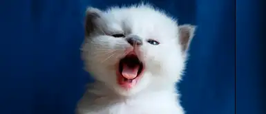 Elige un nombre para tu gatito. 10 nombres más creativos para gatitos bebés