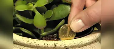 ¿Cuáles son las plantas que atraen el dinero? Seis plantas que debes tener en tu casa si quieres atraer el dinero