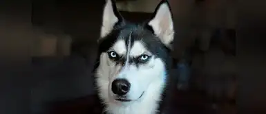 ¡Jamás le hagas esto a tu perro! 10 cosas que todos los perros odian de sus dueños