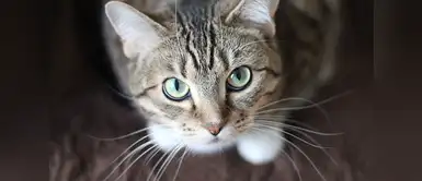 ¿Cuál es el verdadero significado de los sueños con gatos? ¿Soñaste con gatos? Averigua cuál es el verdadero significado