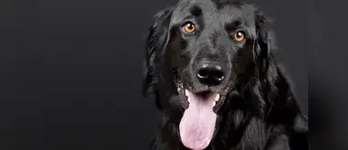 Consejos cuidados de los perros Consejos cuidados de los perros