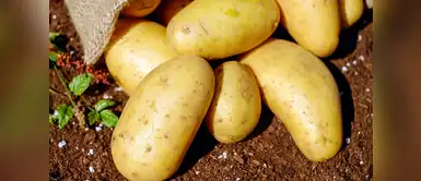 Conoce por qué es bueno consumir tubérculos. (Foto: Pexeles) ¿Qué nutrientes nos dan los tubérculos?