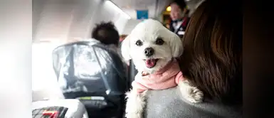 Esta aerolínea japonesa permite que viajes con tu mascota a tres países asiáticos. Esta es la aerolínea que te permite que viajes con tu mascota en la cabina principal