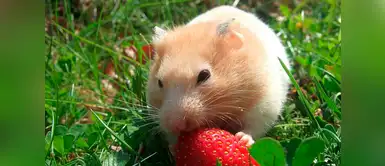 Numerosos estudios se han realizado sobre el hámster dorado Mira cómo luce el interior de un hámster con mucha comida en sus cachetitos