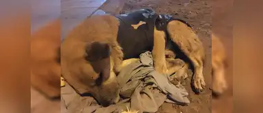 La mascota llevaba seis meses esperando a sus dueños Perrito que fue abandonado en el aeropuerto Jorge Chávez ya consiguió hogar temporal