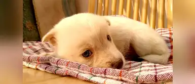 Descubre por qué es bueno hablarle a tu perro como si fuera bebé ¿Le hablas a tu perro como si fuera un bebé? La ciencia explica por qué es bueno