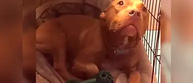 Esta perrita no puede dormir si antes no escucha su canción favorita. Mira la inusual y divertida exigencia que tiene esta perrita para poder dormir