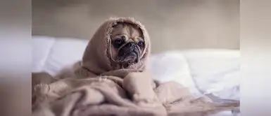 Consejos para cuidar a tu perro en invierno Cuatro trucos para que tu perro no sienta frío en este invierno