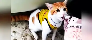 Mono se ha convertido en la sensación del mundial. (Foto: Captura YouTube) YouTube viral: gato "grita gol" y así celebró el triunfo de Colombia en Rusia