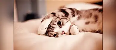 Los gatos son animales súper tiernos Los gatos son animales súper tiernos