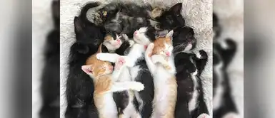 Los gatos pueden dormir todo el día Los gatos pueden dormir todo el día