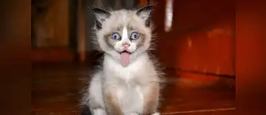 Los gatos se vuelven locos y a nosotros nos encanta Los gatos se vuelven locos y a nosotros nos encanta