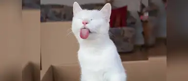 Los muecas de los gatos son lo máximo Los muecas de los gatos son lo máximo