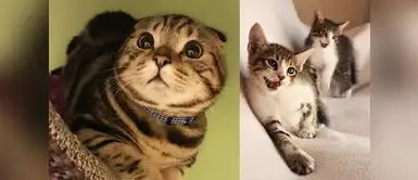 Las mejores razones para amar a los gatos Las mejores razones para amar a los gatos