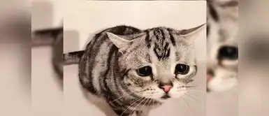 ¡Los gatos son las cosa más hermosa de este mundo! ¡Los gatos son las cosa más hermosa de este mundo!