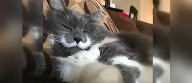 Los gatos aman acurrucarse Los gatos aman acurrucarse