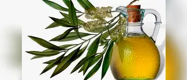 Aceite del árbol del té Aceite del árbol del té