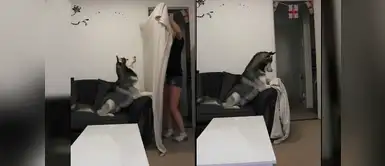 El ‘what the fluff challenge’ es el viral más tierno ‘What the fluff challenge’ el reto más adorable que los fans de las mascotas aman