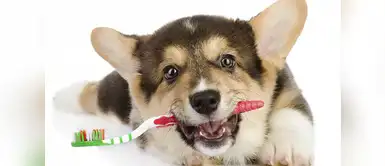 Dientes de leche perros ¿Cuándo comienzan a caerse los dientes de leche de los cachorros?