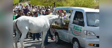 "Sereno" se despide de su dueño "Sereno" se despide de su dueño