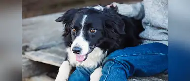 ¿Cómo detectar la depresión en los perros? Cinco señales para detectar que un perro sufre depresión